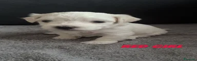 Maltese 6