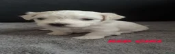 Maltese dogs for sale: 🤍 Beautiful Maltese Puppies – Ready to Reserve 🤍 - Advert 4