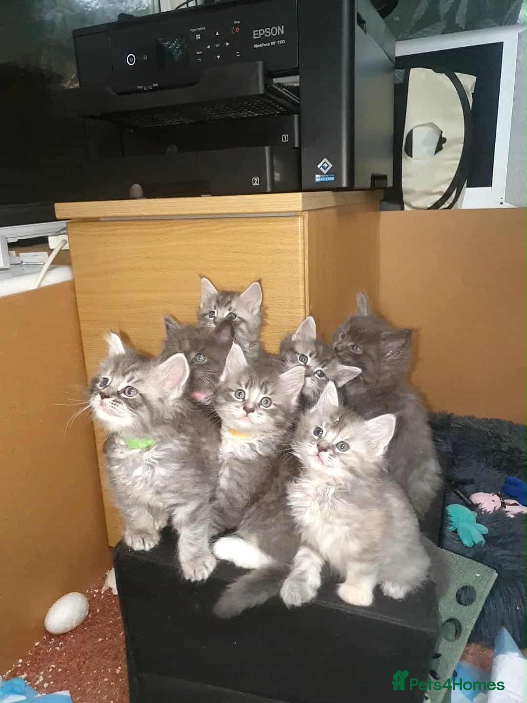 Maine Coon cats for sale: Beautifall Maine coon kittens - Advert 5