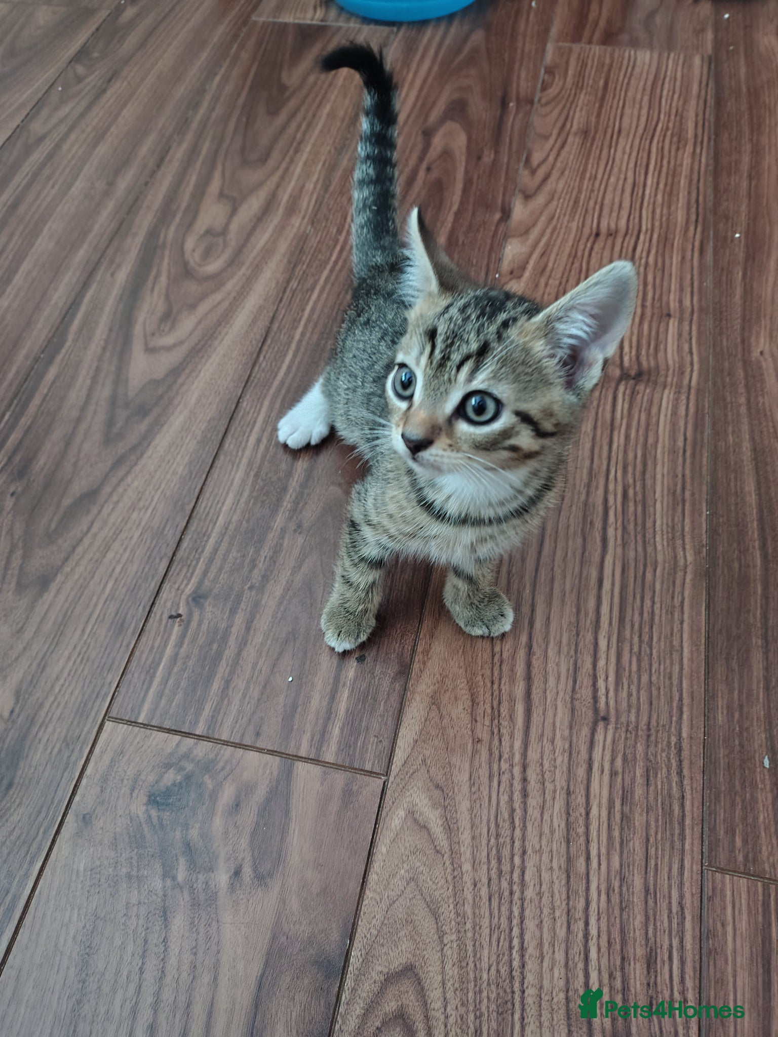 Mixed Breed cats for sale: Lovely tabby kitten ready to find his forever home - Advert 2