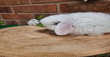 Mini Lop rabbits in Retford - Advert 1