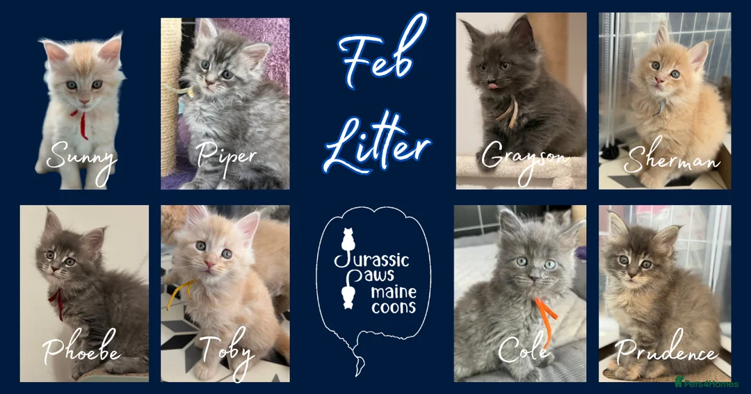 Maine Coon cats for sale: TICA Registered Maine Coon Kittens in Weymouth - Advert 1