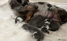 Miniature Dachshund dogs for sale: Mini Miniture dachound  - Image 4