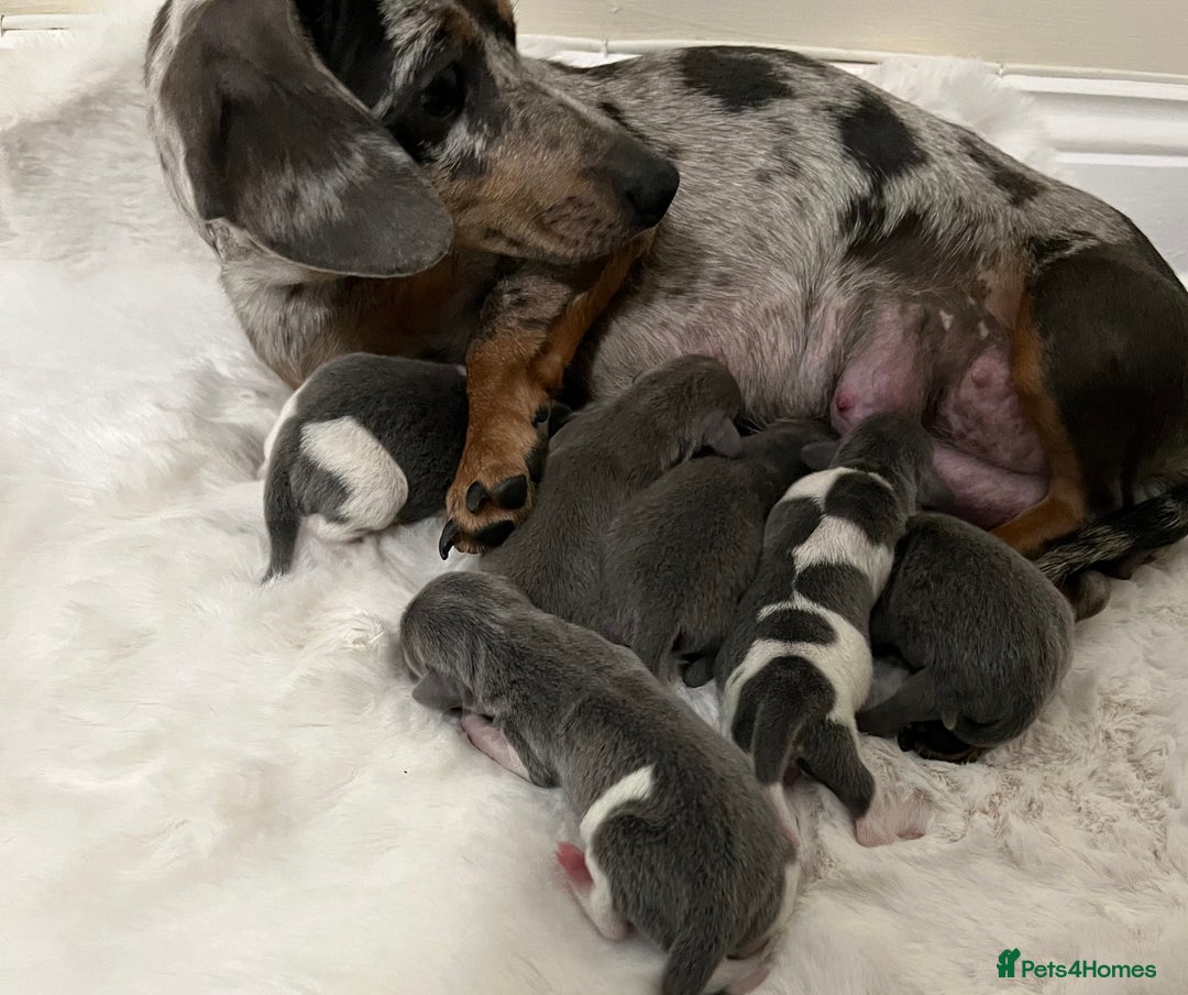 Miniature Dachshund dogs for sale: Mini Miniture dachound  - Image 4
