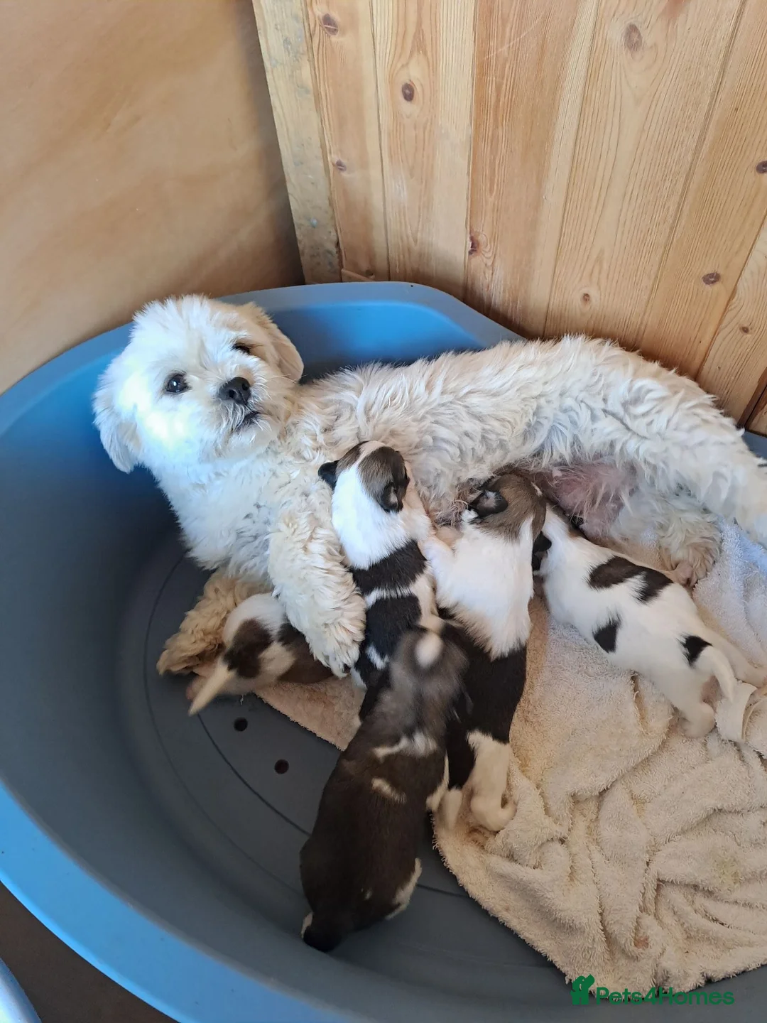 Lhasa Apso dogs for sale: Lhasa Apso Puppies  - Advert 1