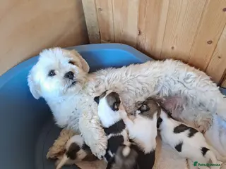 Lhasa Apso dogs Lhasa Apso Puppies - Advert 1