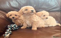 Poochon dogs for sale: Gorgeous Poochon puppies  - Image 5
