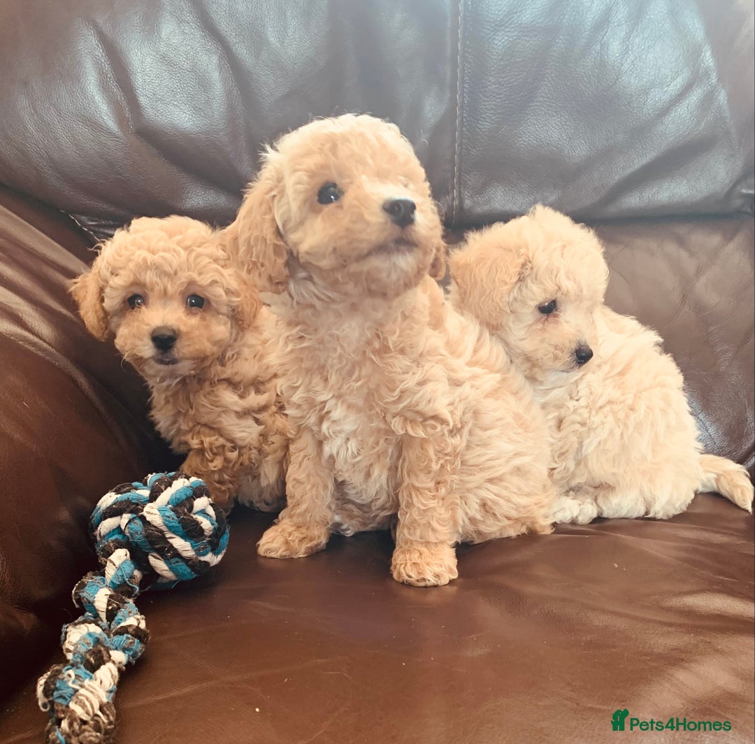 Poochon dogs for sale: Gorgeous Poochon puppies  - Image 5