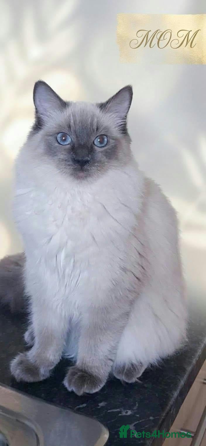 Ragdoll cats for sale: Beautifull chunky Ragdoll kittens - Advert 1