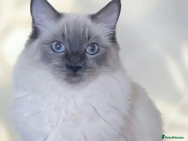 Ragdoll cats for sale: Beautifull chunky Ragdoll kittens - Advert 1