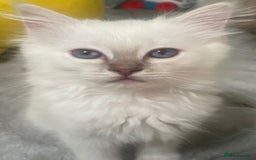 Ragdoll cats for sale: Adorable Ragdoll kittens - lilac sealpoint! 🐈 - Image 2