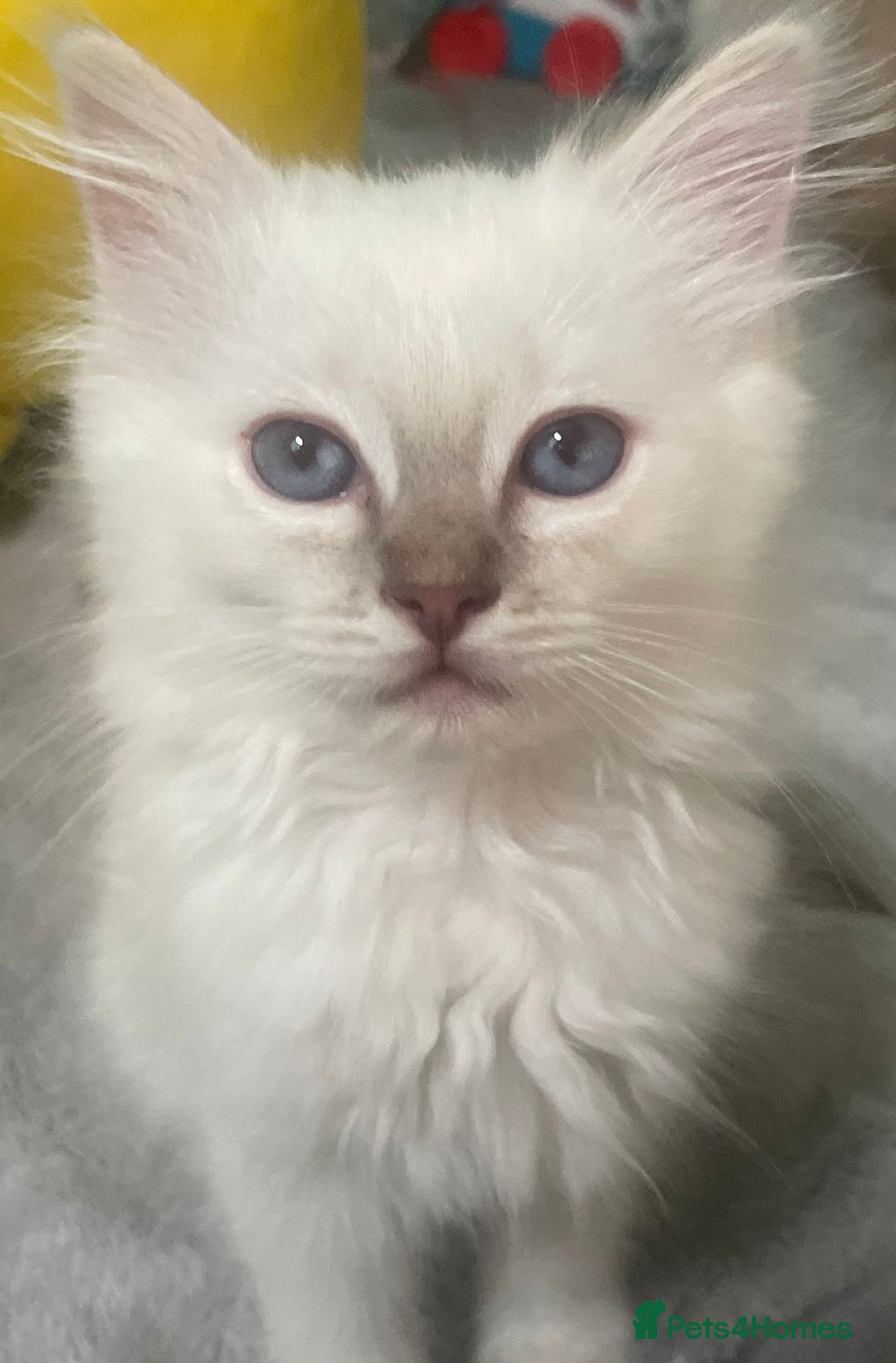 Ragdoll cats for sale: Adorable Ragdoll kittens - lilac sealpoint! 🐈 - Image 2
