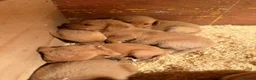 Labrador Retriever dogs for sale: KC REG - fox red Labrador puppies - Advert 3