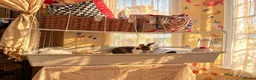 Mixed Breed rabbits for sale: 🐰💕Two Adorable Bunnies Looking for Home 🏡  - Advert 6