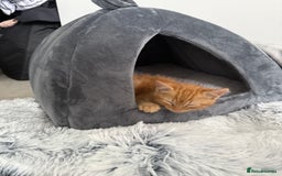 Domestic Shorthair cats for sale: 15 week old Kitten - Image 5