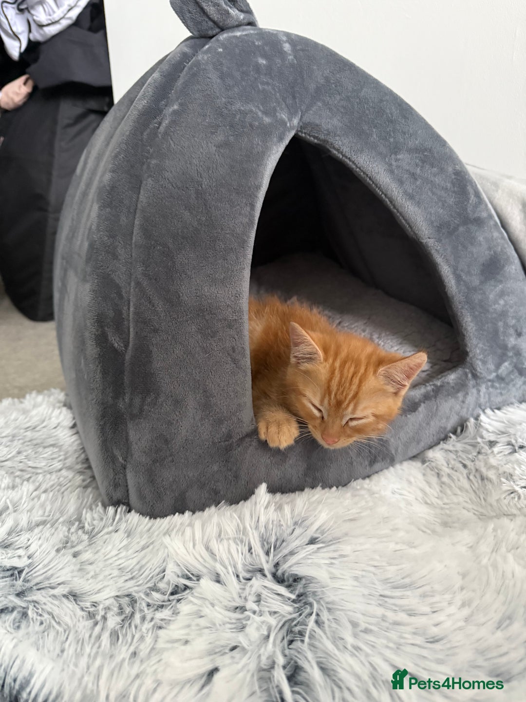 Domestic Shorthair cats for sale: 15 week old Kitten - Image 5