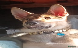Shepsky dogs for sale: Adorable Friendly Shepsky Needs A New Home - Image 12
