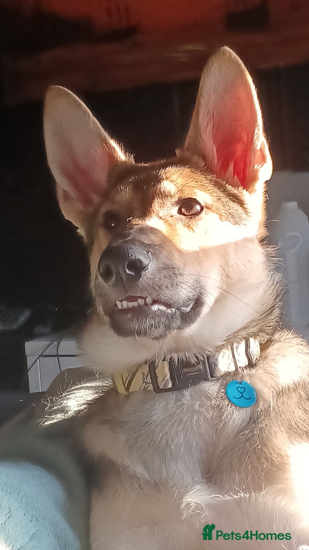 Shepsky dogs for sale: Adorable Friendly Shepsky Needs A New Home - Image 12