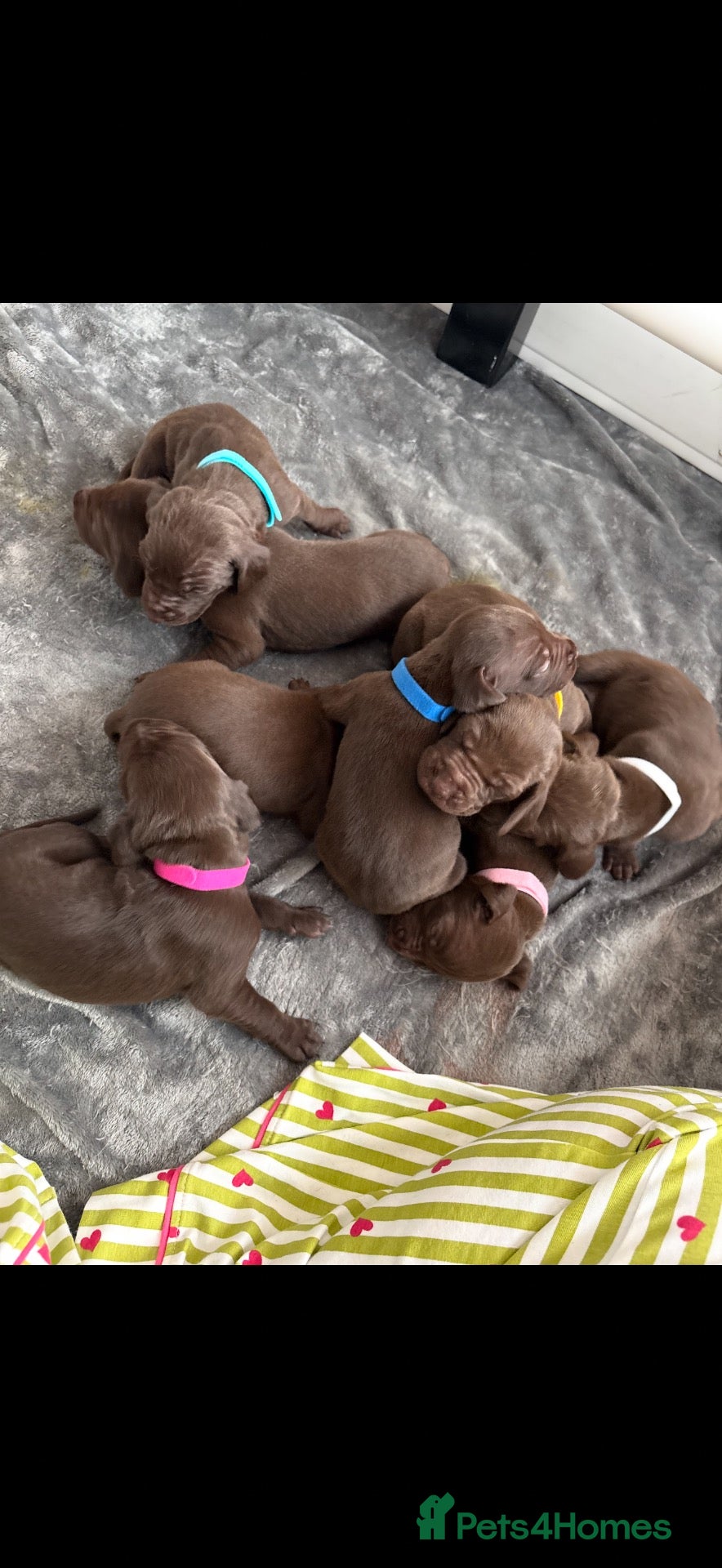 Mixed Breed dogs Beautiful Vizmaraner - Advert 2