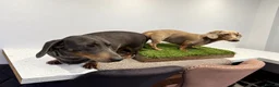 Dachshund dogs for sale: Dachshund Puppies  in Guildford - Advert 17