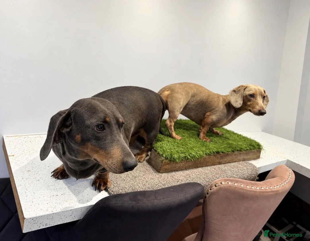 Dachshund dogs for sale: Dachshund Puppies  in Guildford - Advert 17
