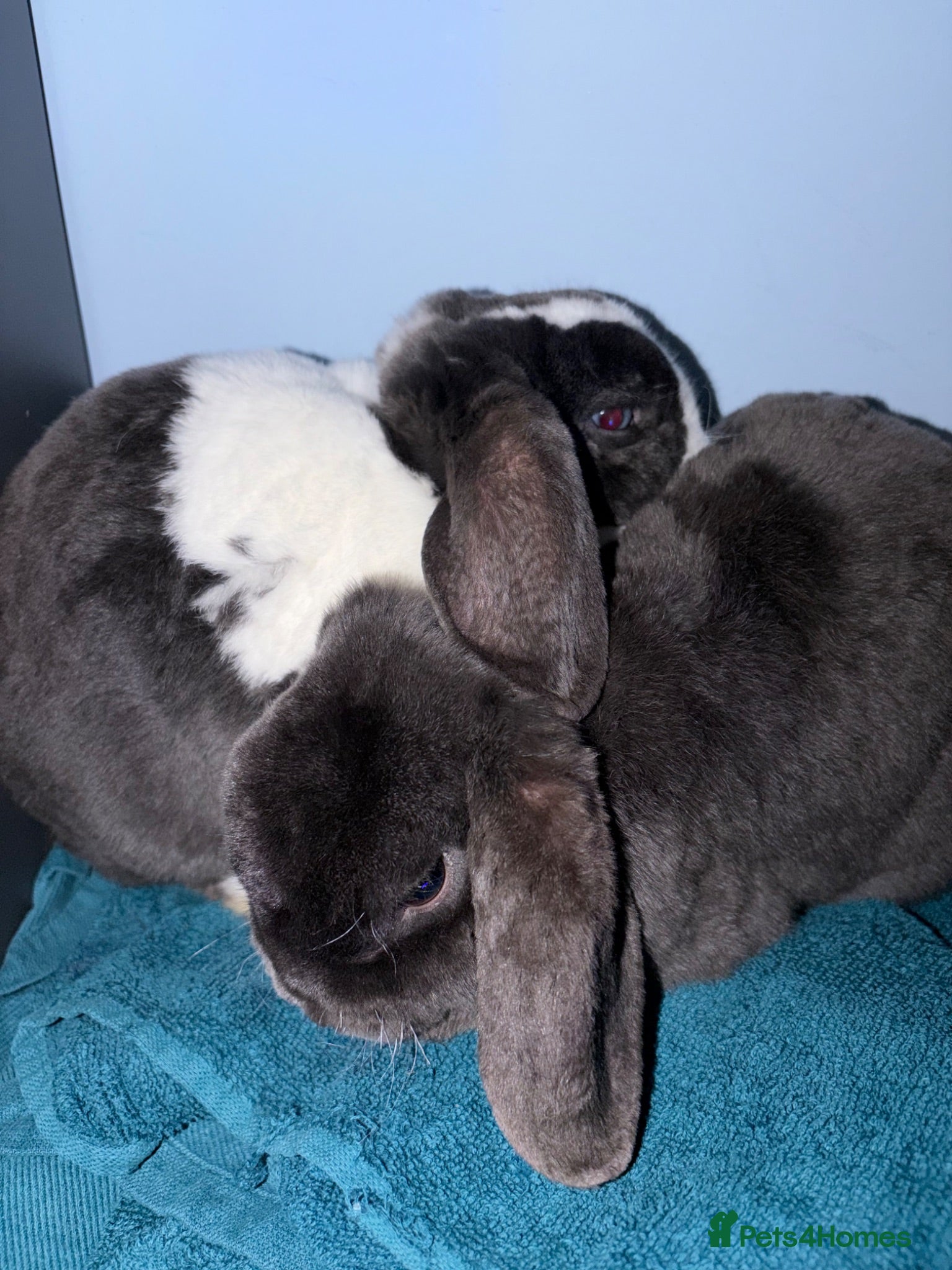 Mini Lop rabbits Mini lop rabbits for sale come with everything - Advert 2