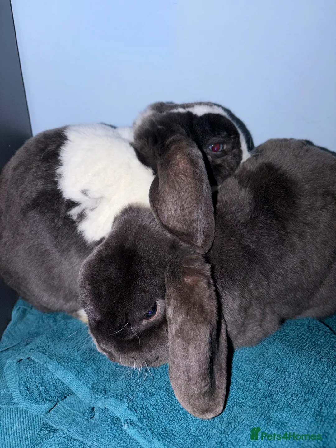 Mini Lop rabbits for sale: Mini lop rabbits for sale come with everything - Advert 2