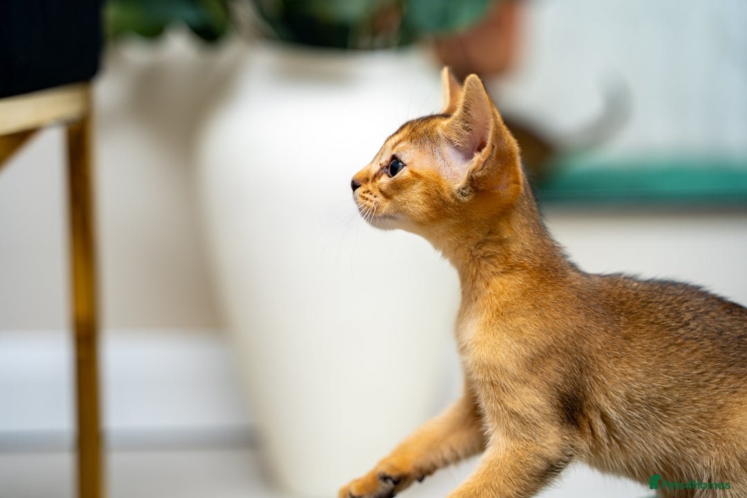Abyssinian cats for sale: Elegant Abyssinian Kittens Champion Lines 🏆 🥇  - Image 8