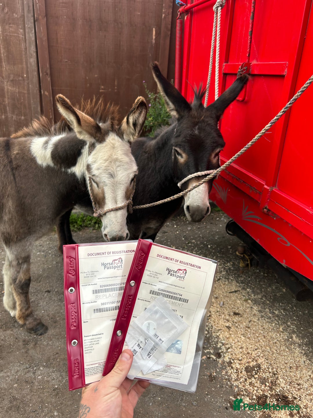 Donkey livestock for sale: 5 year old gelding donkeys  - Image 9