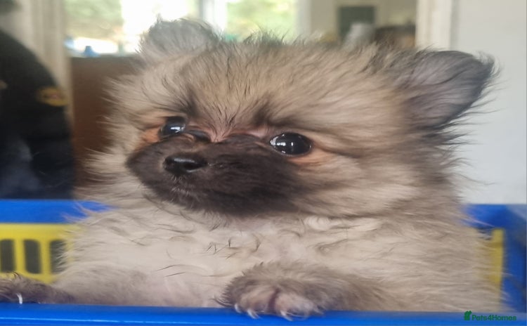 Pomeranian dogs - Advert 2