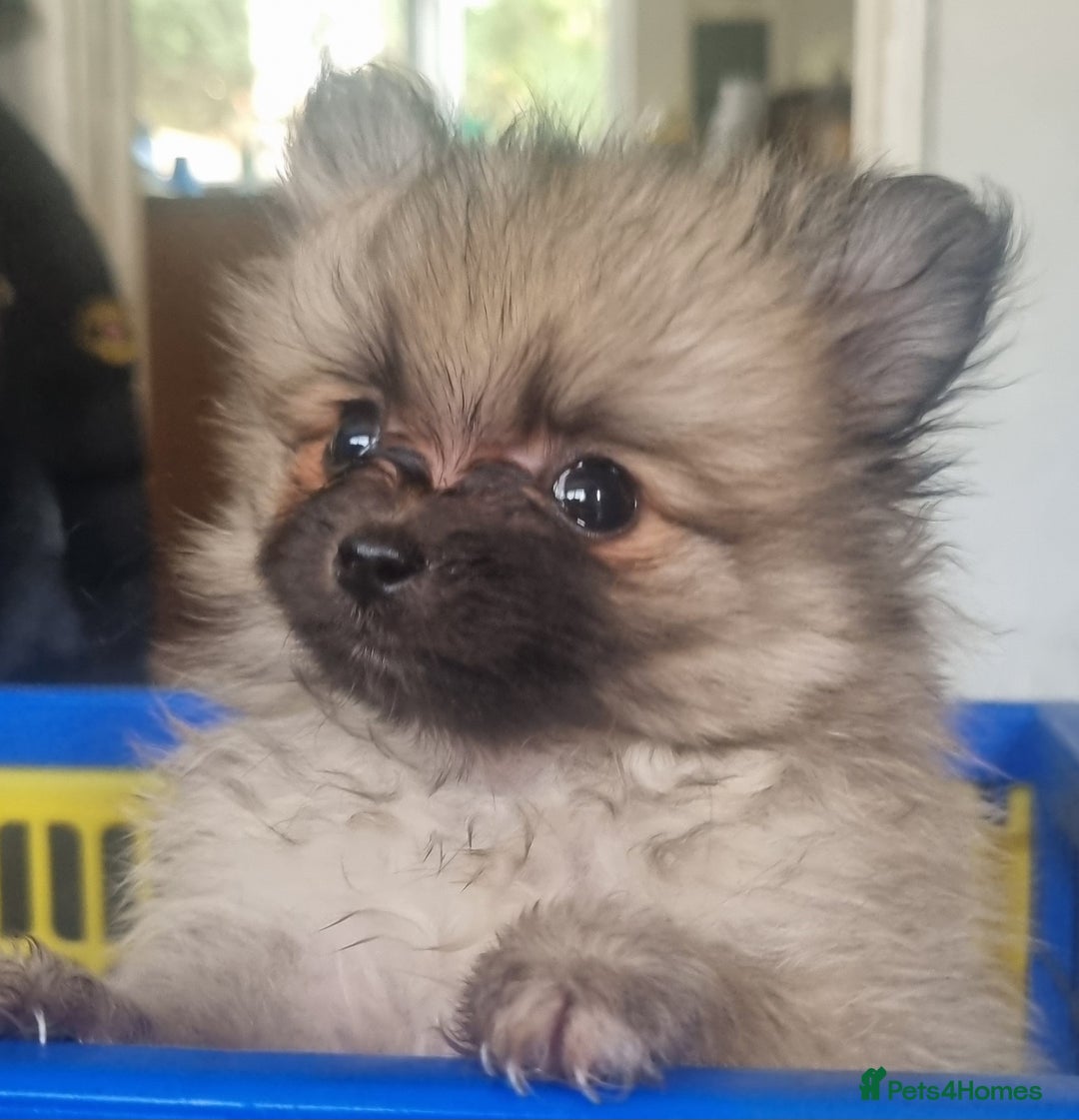 Pomeranian dogs for sale: Xxs Pomeraniums  - Image 36