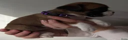 Boxer dogs for sale: Beautiful Boxers - Advert 8