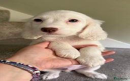 Cockapoo dogs for sale: F2 cockapoo puppies 🐶 ❤️ - Image 9