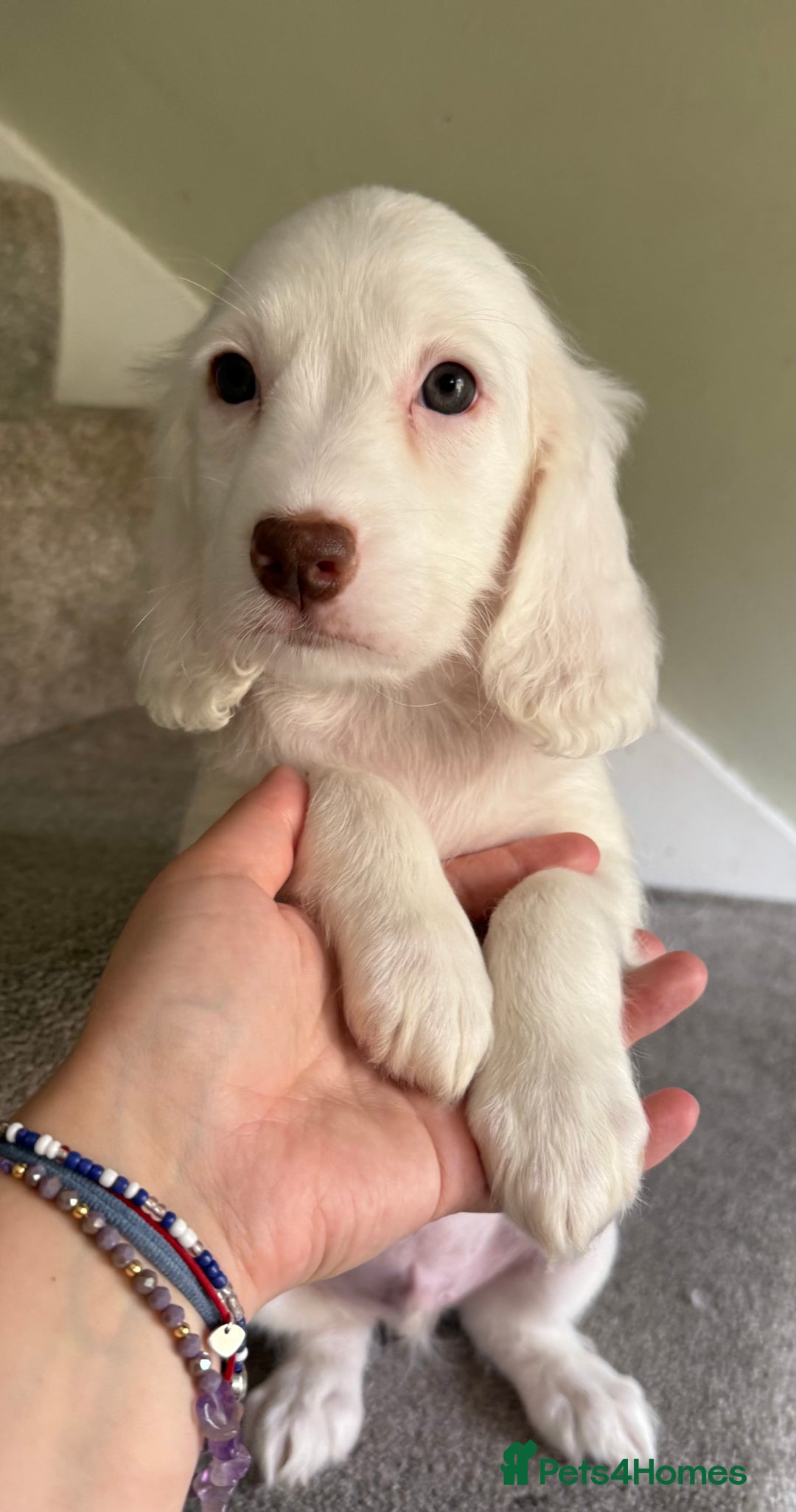 Cockapoo dogs for sale: F2 cockapoo puppies 🐶 ❤️ - Image 9