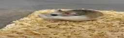 Hamster rodents for sale: Hamsters Roborovski for Sale in St. Neots - Advert 3
