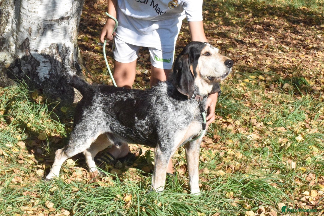Grand Bleu De Gascogne dogs for adoption: Thor  - Image 3