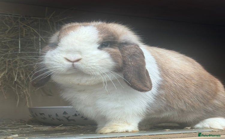Mini Lop rabbits - Advert 5