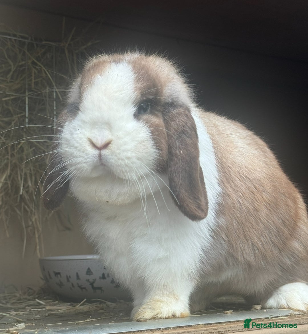 Mini Lop rabbits for sale: Two beautiful bonded mini lop females - Image 1