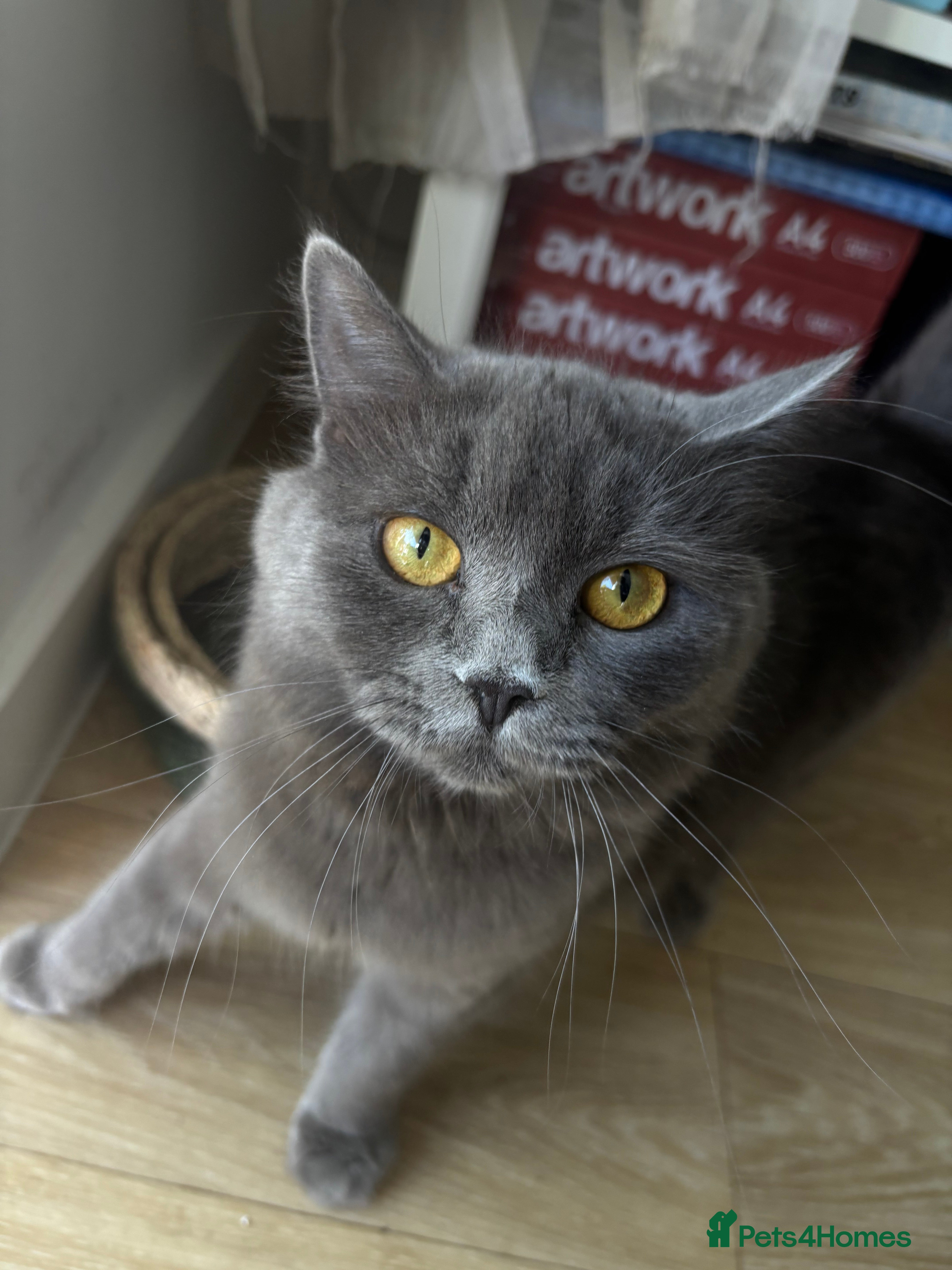 British Shorthair cats Grey BSH cat  - Advert 11