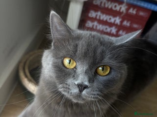 British Shorthair cats Grey BSH cat - Advert 2