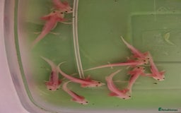 Pond Fish fish for sale: Juvenile Axolotils - Image 5