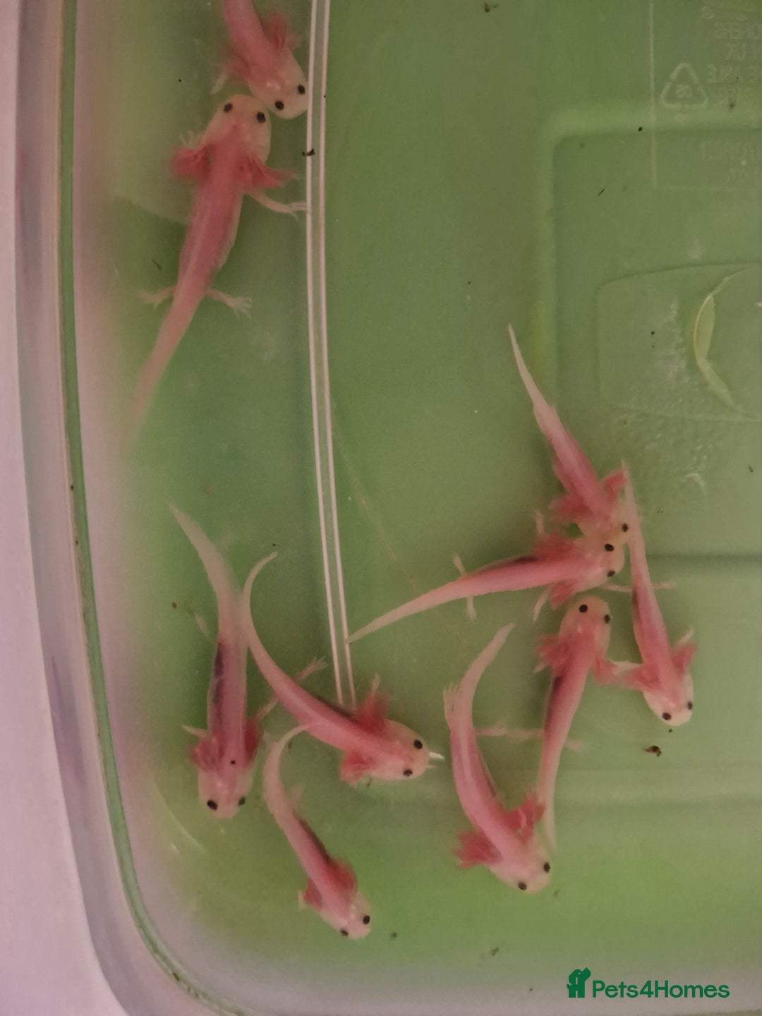 Pond Fish fish for sale: Juvenile Axolotils - Image 5
