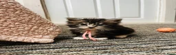 Maine Coon cats for sale: Stunning pedigree Maine coon kittens TICA  - Advert 17