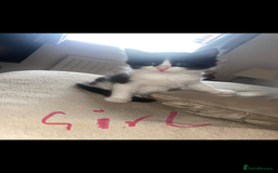 Mixed Breed cats for sale: BEAUTIFUL BLACK AND WHITE KITTENS READY TO LEAVE🐱 - Image 12