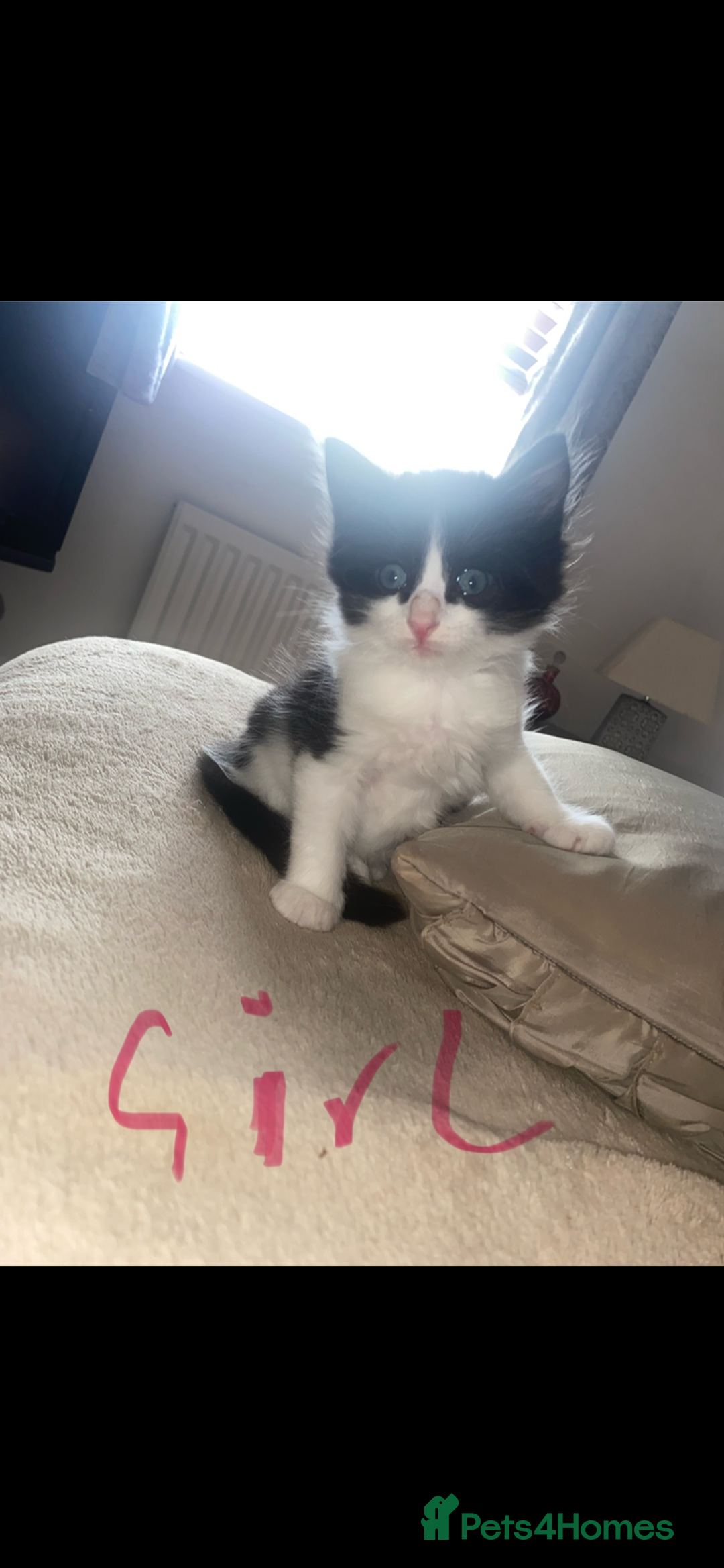 Mixed Breed cats for sale: BEAUTIFUL BLACK AND WHITE KITTENS READY TO LEAVE🐱 - Image 12