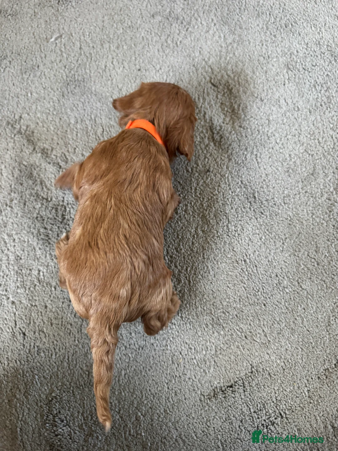 Cavapoo dogs for sale: Superb quality Cavapoo Puppies  - Advert 14