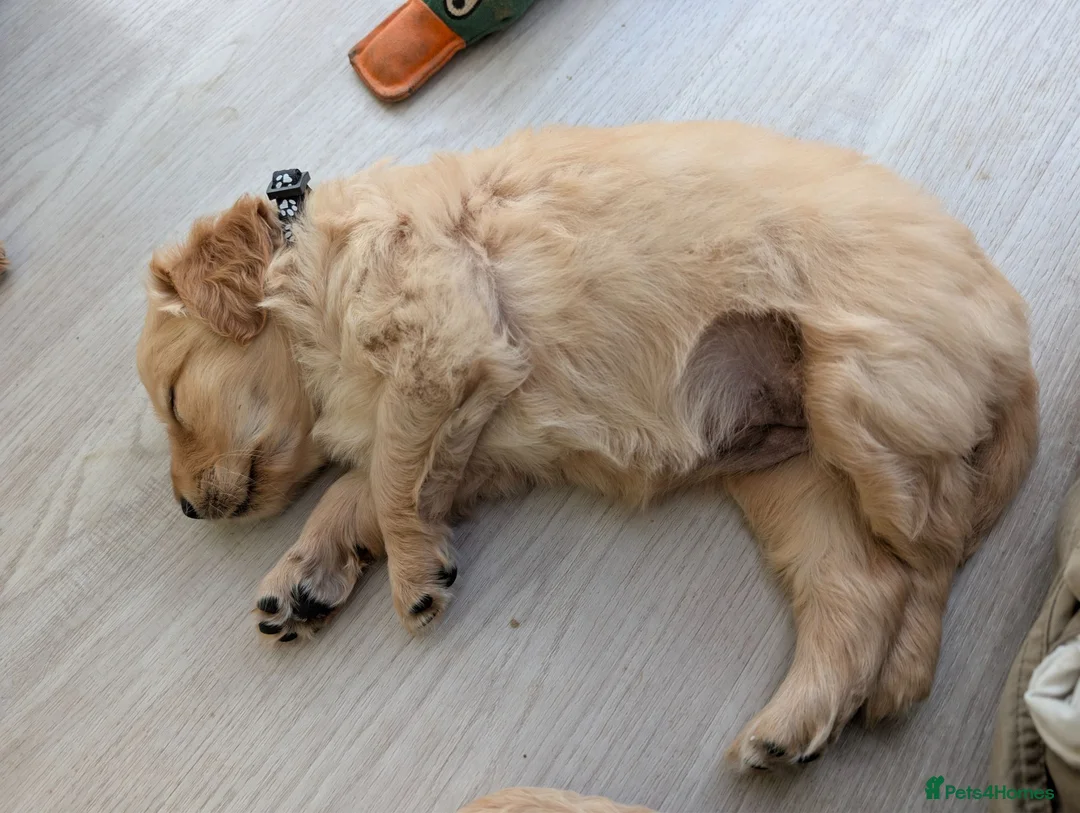 Mini Goldendoodle dogs for sale: Home-Raised F1b Miniature Goldendoodles - Advert 2