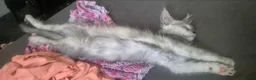 Maine Coon cats for sale: High silver tortie - Advert 3
