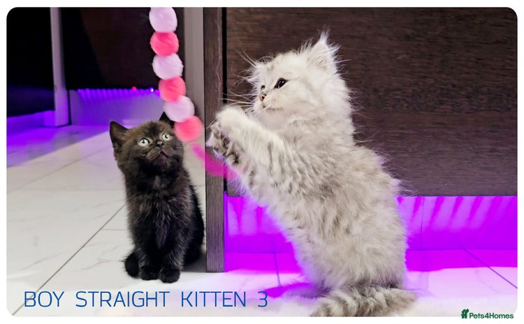 Scottish Fold cats - Advert 2