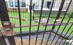 Doves birds for sale: Pied Diamond Dove. - Image 3